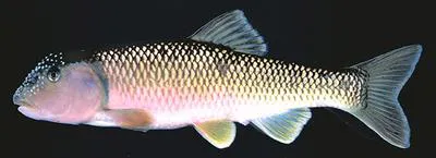 Bull chub (Nocomis raneyi)