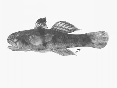Bull goby (Redigobius balteatops)