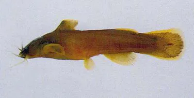 Bull-head torrent catfish (Liobagrus obesus)