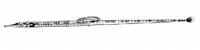 Bull pipefish (Syngnathus springeri)
