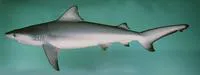Bull shark (Carcharhinus leucas)