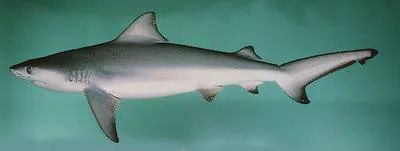 Bull shark (Carcharhinus leucas)