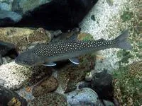 Bull trout (Salvelinus confluentus)