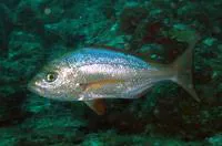 Bulldog dentex (Virididentex acromegalus)