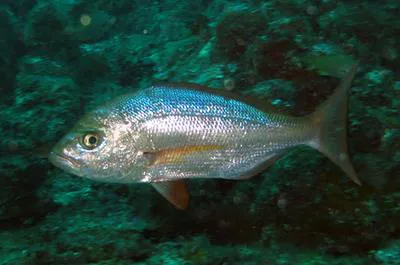 Bulldog dentex (Virididentex acromegalus)