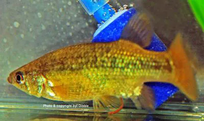Bulldog goodeid (Alloophorus robustus)