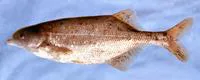 Bulldog (Marcusenius macrolepidotus)