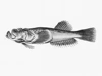 Bulldog stargazer (Xenocephalus innotabilis)
