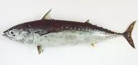 Bullet tuna (Auxis rochei rochei)