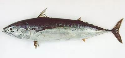 Bullet tuna (Auxis rochei rochei)