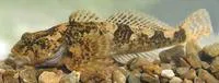 Bullhead (Cottus gobio)