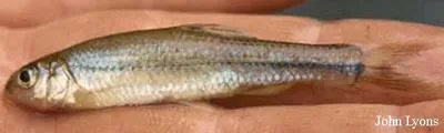 Bullhead minnow (Pimephales vigilax)