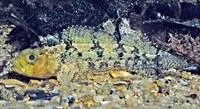 Bullhead triplefin (Trianectes bucephalus)
