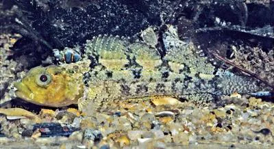 Bullhead triplefin (Trianectes bucephalus)