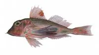 Bullhorn gurnard (Lepidotrigla bispinosa)