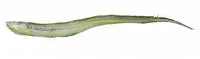 Bullish conger (Bathycongrus bullisi)