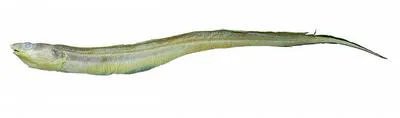 Bullish conger (Bathycongrus bullisi)
