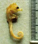 Bullneck seahorse (Hippocampus minotaur)
