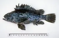 Bullrout (Notesthes robusta)