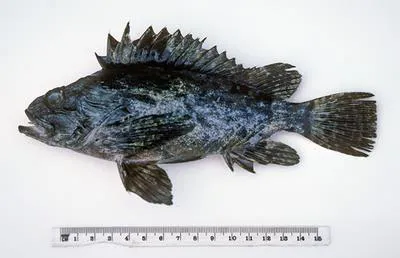 Bullrout (Notesthes robusta)
