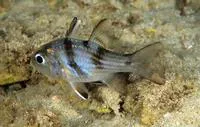 Bullseye (Apogonichthyoides nigripinnis)