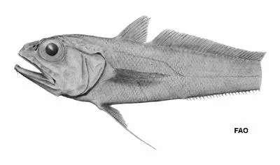 Bullseye grenadier (Bathygadus macrops)