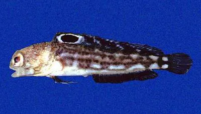 Bullseye jawfish (Opistognathus scops)