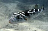 Bullseye puffer (Sphoeroides annulatus)