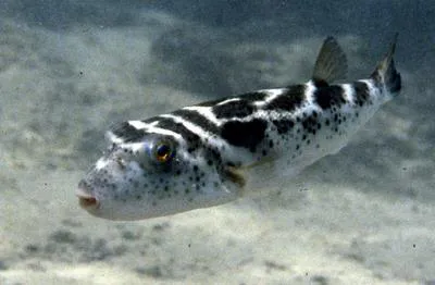 Bullseye puffer (Sphoeroides annulatus)
