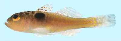 Bullseye pygmy goby (Trimma tauroculum)