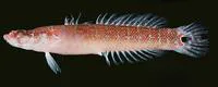 Bullseye wriggler (Xenisthmus polyzonatus)