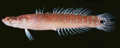 Bullseye wriggler (Xenisthmus polyzonatus)