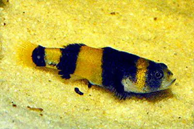 Bumblebee fish (Brachygobius xanthozonus)