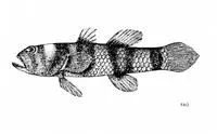 Bumblebee goby (Brachygobius sua)