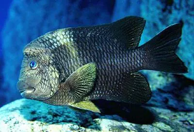 Bumphead damselfish (Microspathodon bairdii)