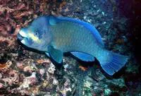 Bumphead parrotfish (Scarus perrico)