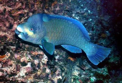 Bumphead parrotfish (Scarus perrico)