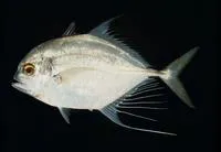 Bumpnose trevally (Carangoides hedlandensis)