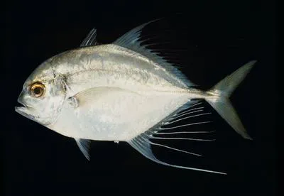Bumpnose trevally (Carangoides hedlandensis)