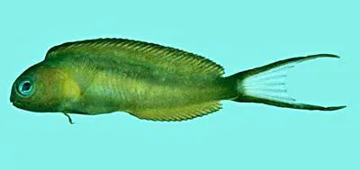 Bundoon blenny (Meiacanthus bundoon)