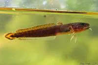 Burbot (Lota lota)