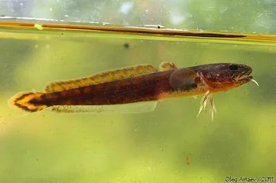 Burbot (Lota lota)