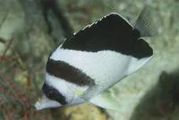 Burgess' butterflyfish (Chaetodon burgessi)