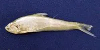 Burma hairfin anchovy (Setipinna wheeleri)