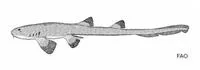 Burmese bamboo shark (Chiloscyllium burmensis)