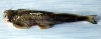 Burmese bat catfish (Exostoma labiatum)