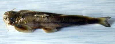 Burmese bat catfish (Exostoma labiatum)