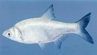Burmese carplet (Amblypharyngodon atkinsonii)