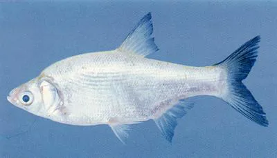 Burmese carplet (Amblypharyngodon atkinsonii)