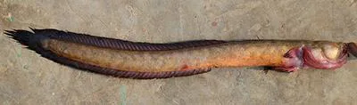 Burmese gobyeel (Taenioides buchanani)